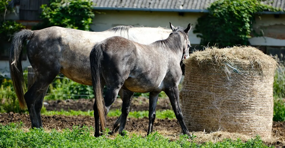 élevage de chevaux arabes : découvrez nos pratiques d'élevage, la sélection rigoureuse et les soins apportés pour préserver la beauté et la pureté de cette race exceptionnelle.