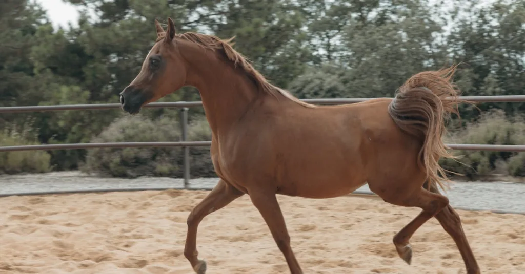 découvrez l'élevage des chevaux arabes, une race prestigieuse renommée pour sa beauté, son endurance et son caractère noble.