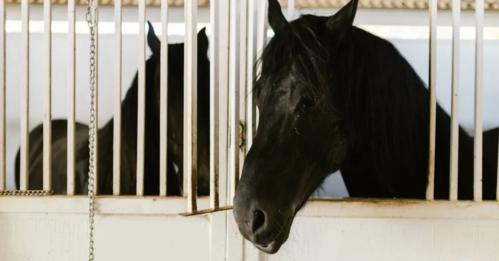sélection de chevaux arabes basée sur la lignée génétique pour garantir des étalons de qualité supérieure.
