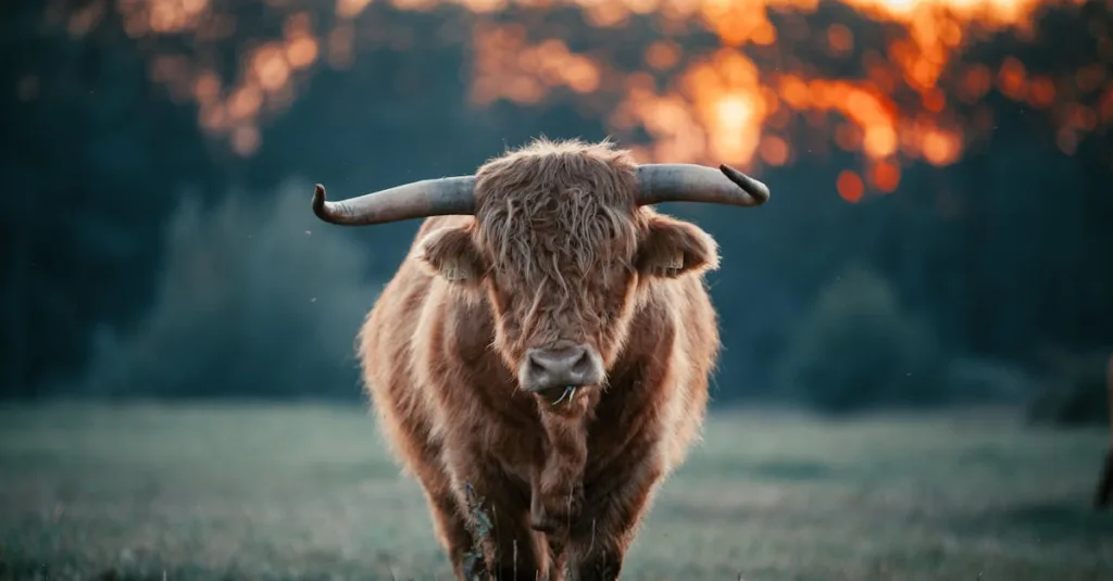 découvrez les meilleures stratégies d'élevage pour optimiser la reproduction et améliorer la qualité génétique de vos animaux.