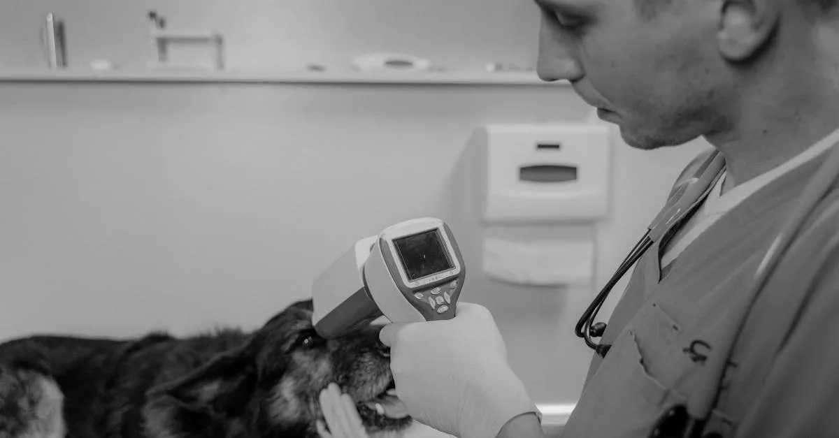 découvrez les pratiques avancées de bien-être animal pour assurer la santé, la sécurité et le confort optimaux des animaux dans divers environnements.