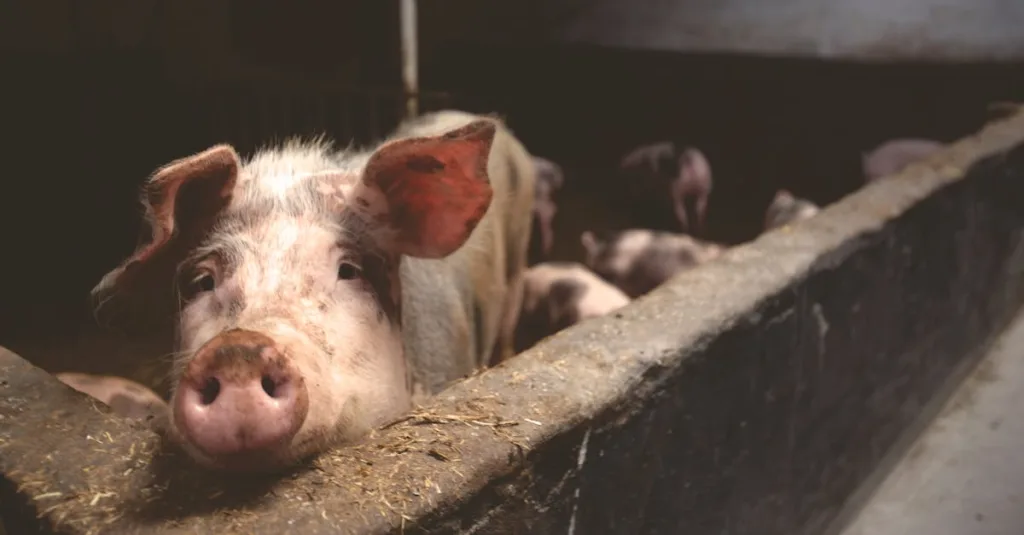 découvrez les pratiques avancées en bien-être animal pour assurer la santé, la sécurité et le respect des animaux dans toutes les situations.