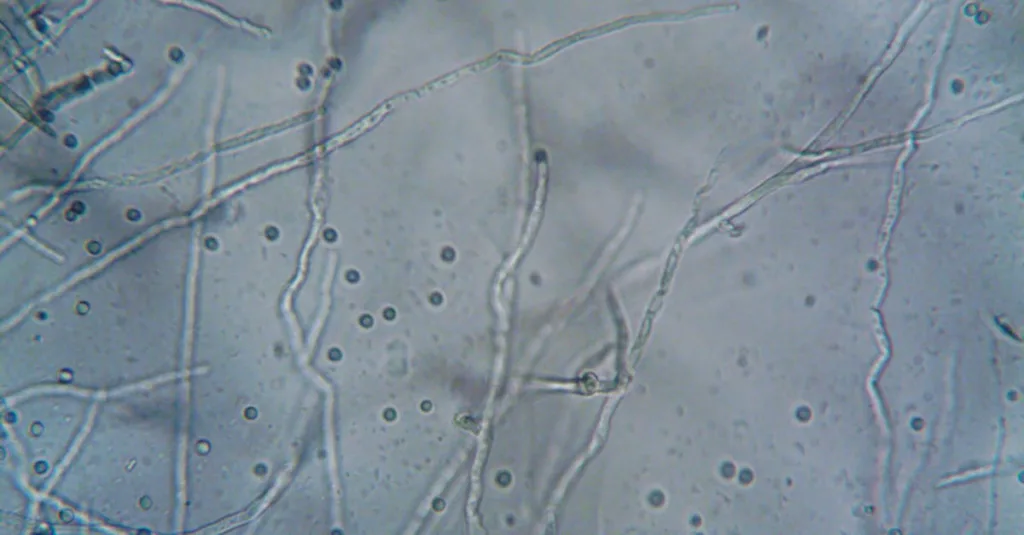 découvrez les critères biologiques essentiels pour étudier et comprendre les organismes vivants, leurs caractéristiques et leurs interactions dans l'environnement.