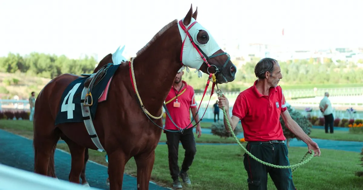 découvrez l'art de l'équitation avec le cheval pur-sang arabe, une expérience unique alliant élégance, vitesse et tradition au cœur du monde équestre arabe.